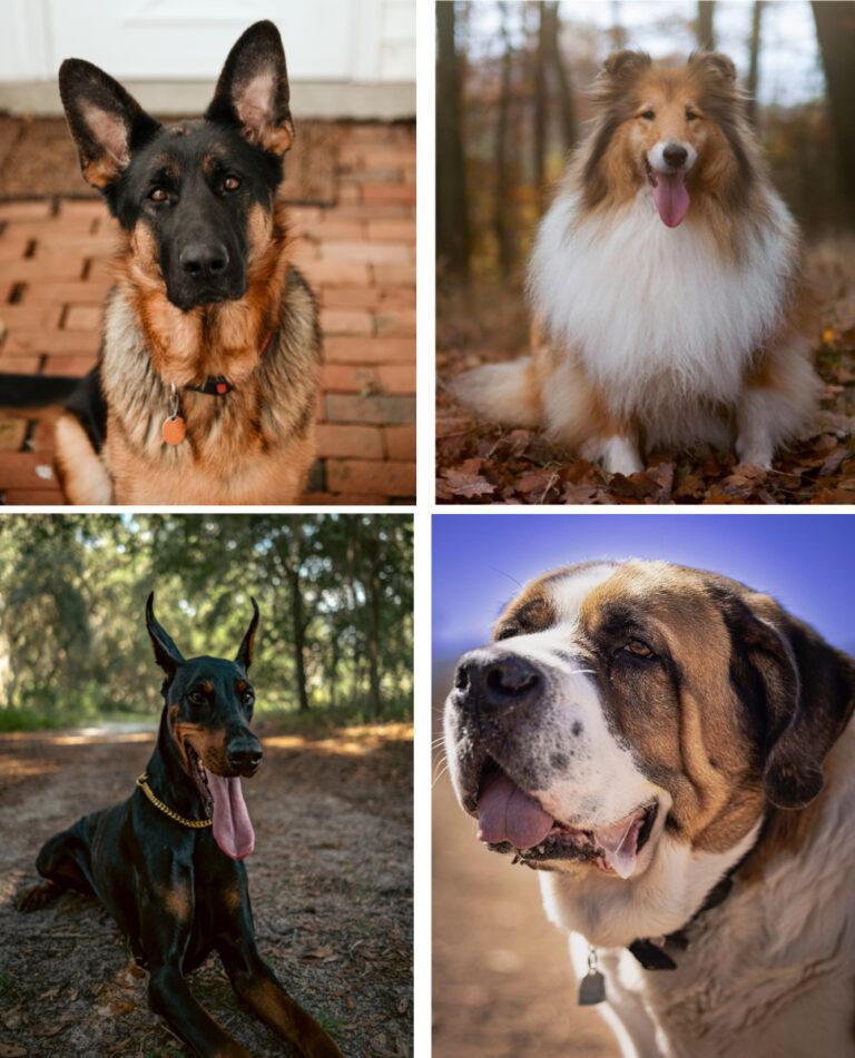 Four vintage dog breeds making a quiet comeback